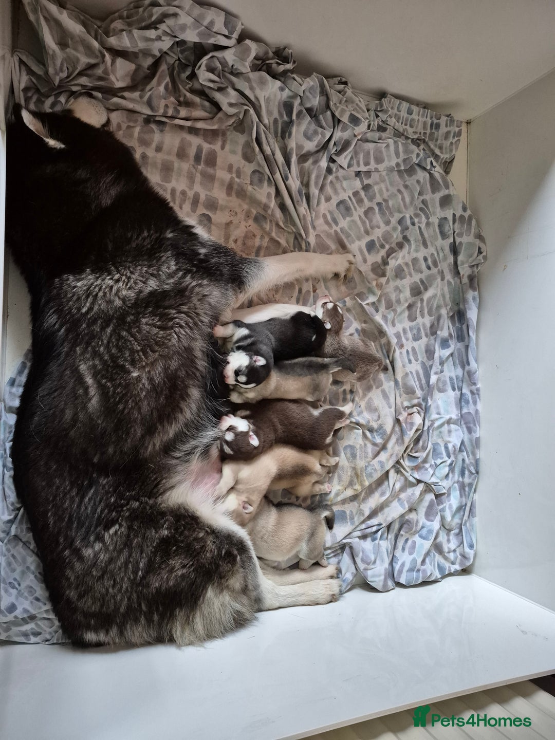 Siberian Husky dogs for sale: Beautiful Siberian Huskies  - Advert 5