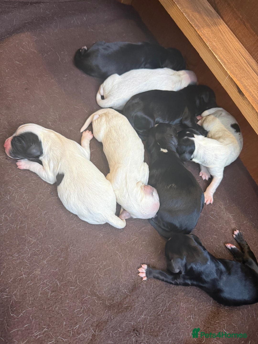 Sprocker dogs for sale: Sprocker puppies for sale 🐶  - Advert 5