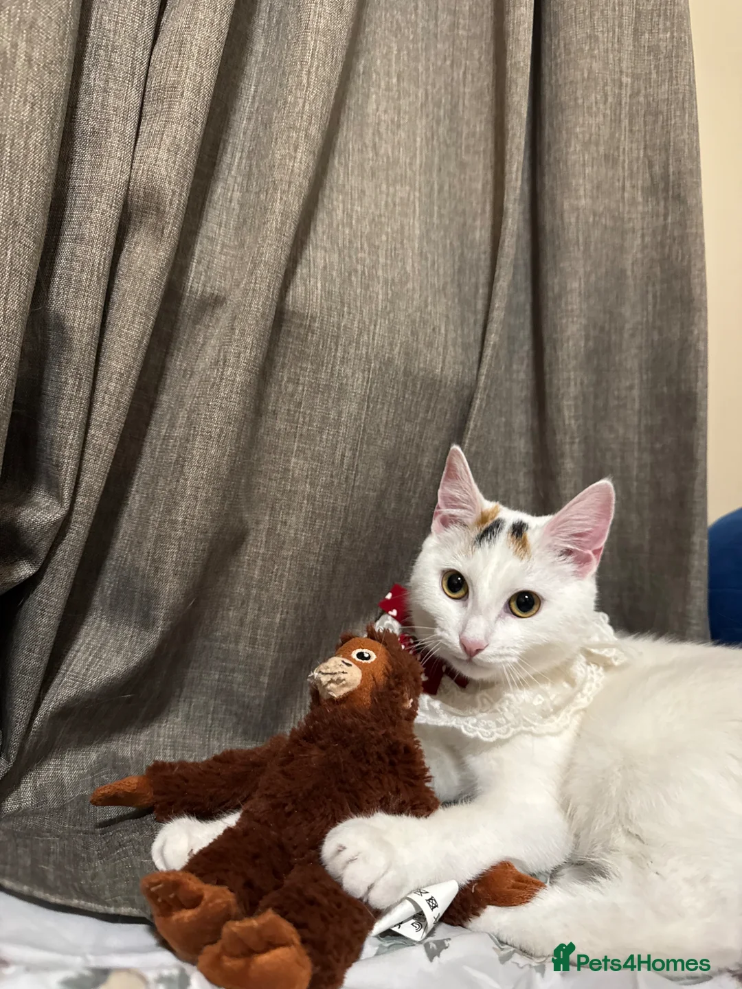 Domestic Shorthair cats for sale: Calico Kewpie looking for a new home in Bristol - Advert 3