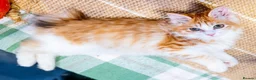 Kurilian Bobtail cats for sale: Stunning FIFe Registered Kurilian Bobtail kittens - Advert 9