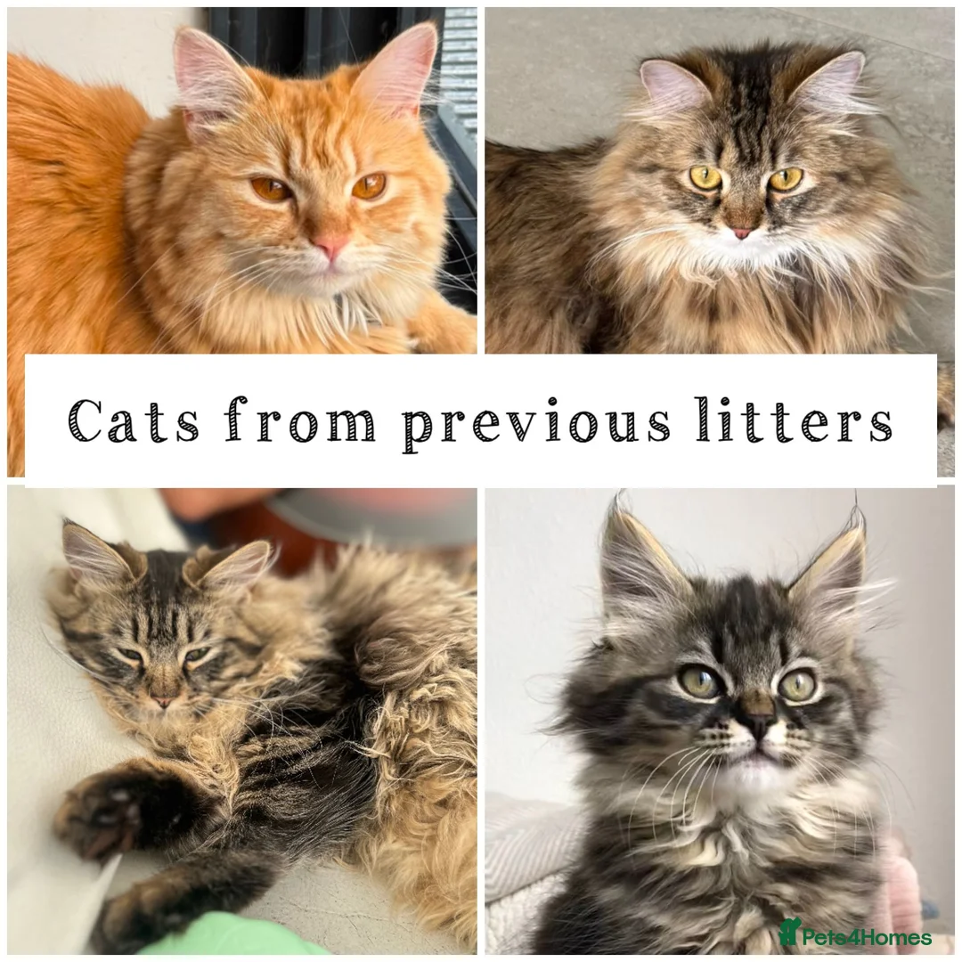Siberian cats for sale: Beautiful Siberian Kittens - Advert 15