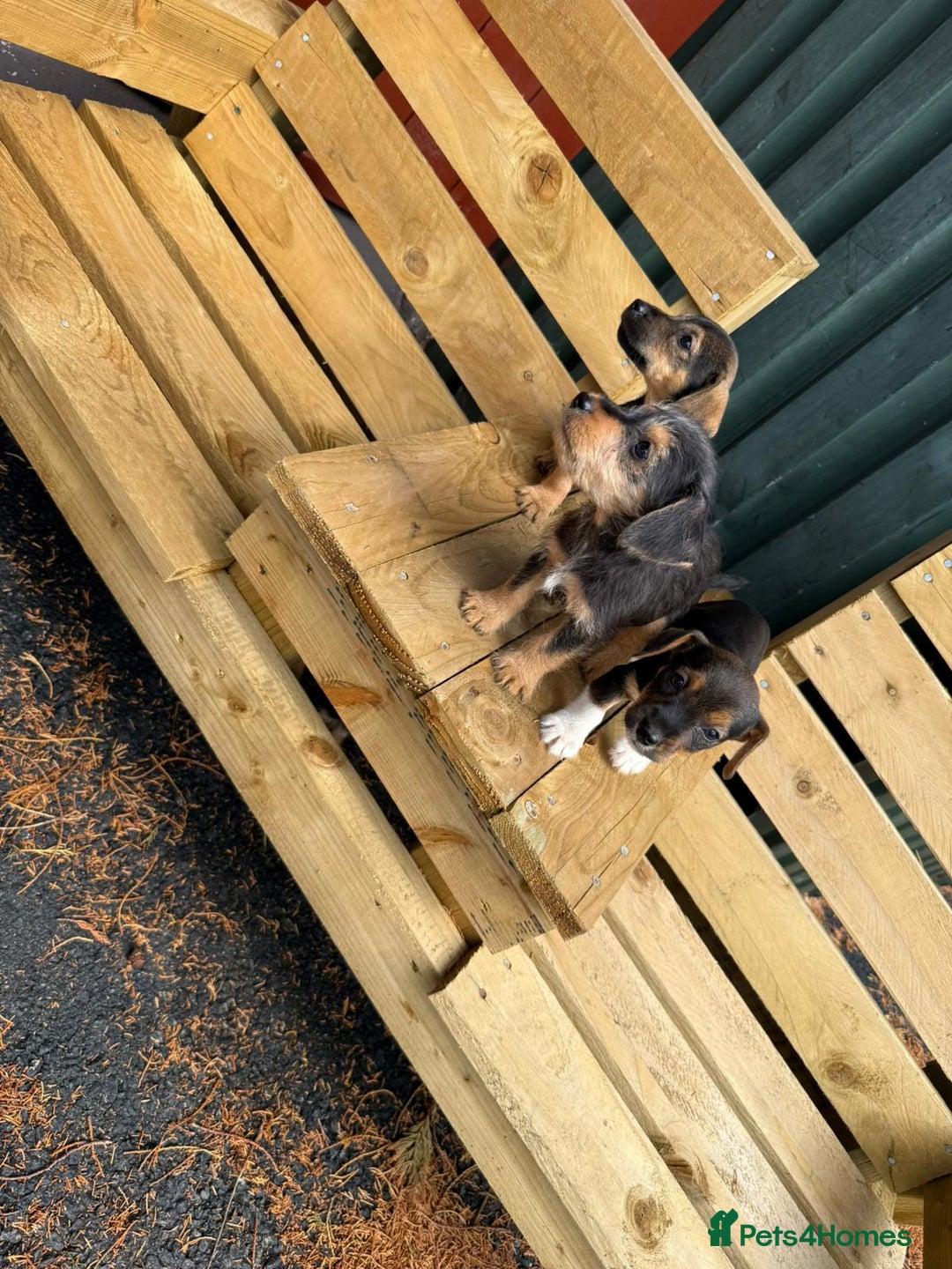 Jack Russell dogs for sale: Jack Russell puppies  - Image 8
