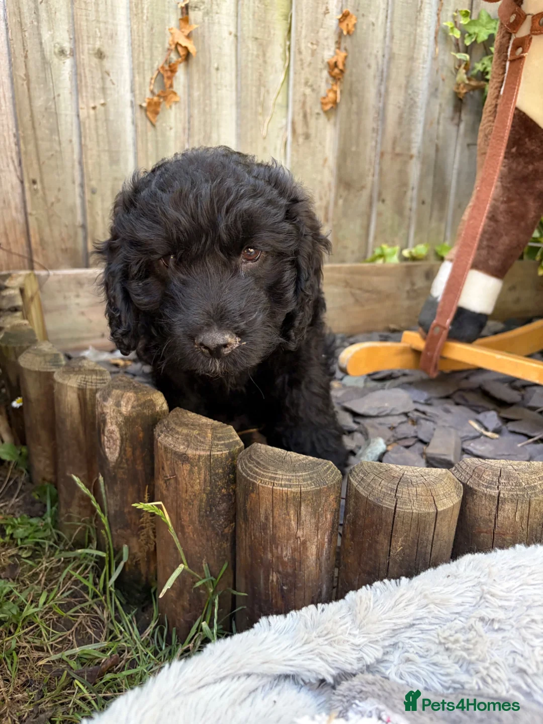 Cockapoo dogs for sale: the cutest F1 cockapoos in kent  - Advert 38