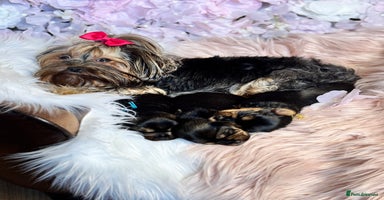 Yorkshire Terrier dogs in Johnstone - Advert 8