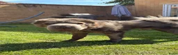 Shar Pei dogs for sale: Rare Blue Bearcoat Shar Pei Male 1 year old - Advert 18