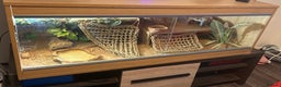 Bearded Dragon reptiles for sale: Blue Bar Breaded Dragon with Vivarium - Advert 7