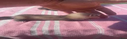 Ferret rodents for sale: Micro ferret kits - Advert 4