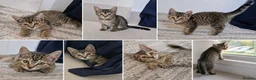 Mixed Breed cats for sale:  ** s  in London - Advert 2