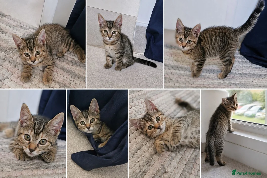 Mixed Breed cats for sale:  ** s  in London - Advert 2