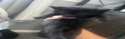 Mixed Breed cats for sale: Beautiful Kittens for sale- ready for loving homes in Chelmsford - Advert 9