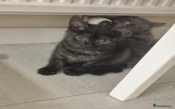 British Shorthair cats for sale: British short hair mixed  - Image 2
