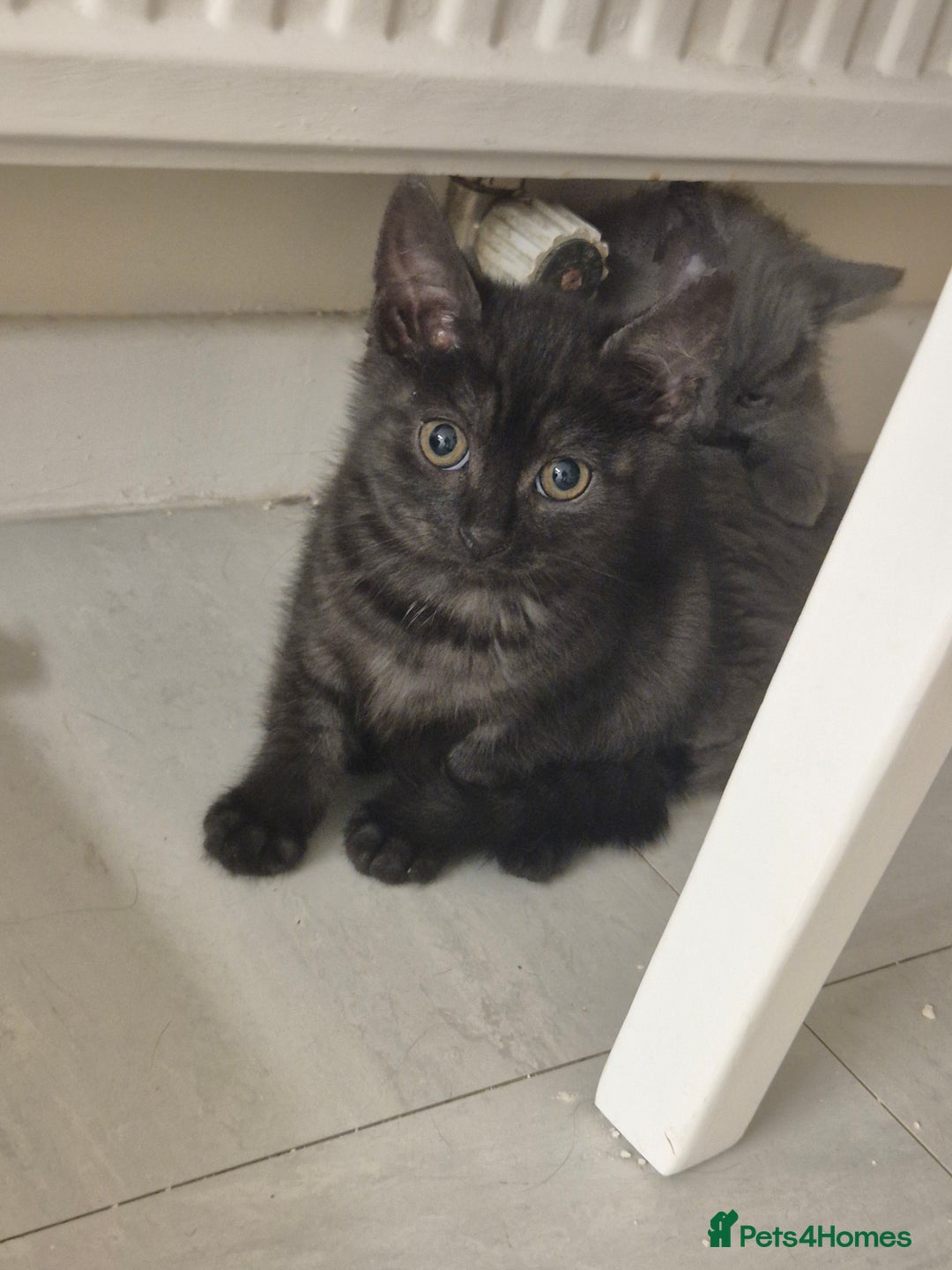 British Shorthair cats for sale: British short hair mixed  - Image 2