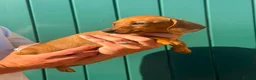Miniature Dachshund dogs for sale: Tan miniature smooth hair dachshund pups for sale - Advert 8