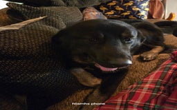 Mixed Breed dogs for sale: Albert - Advert 3