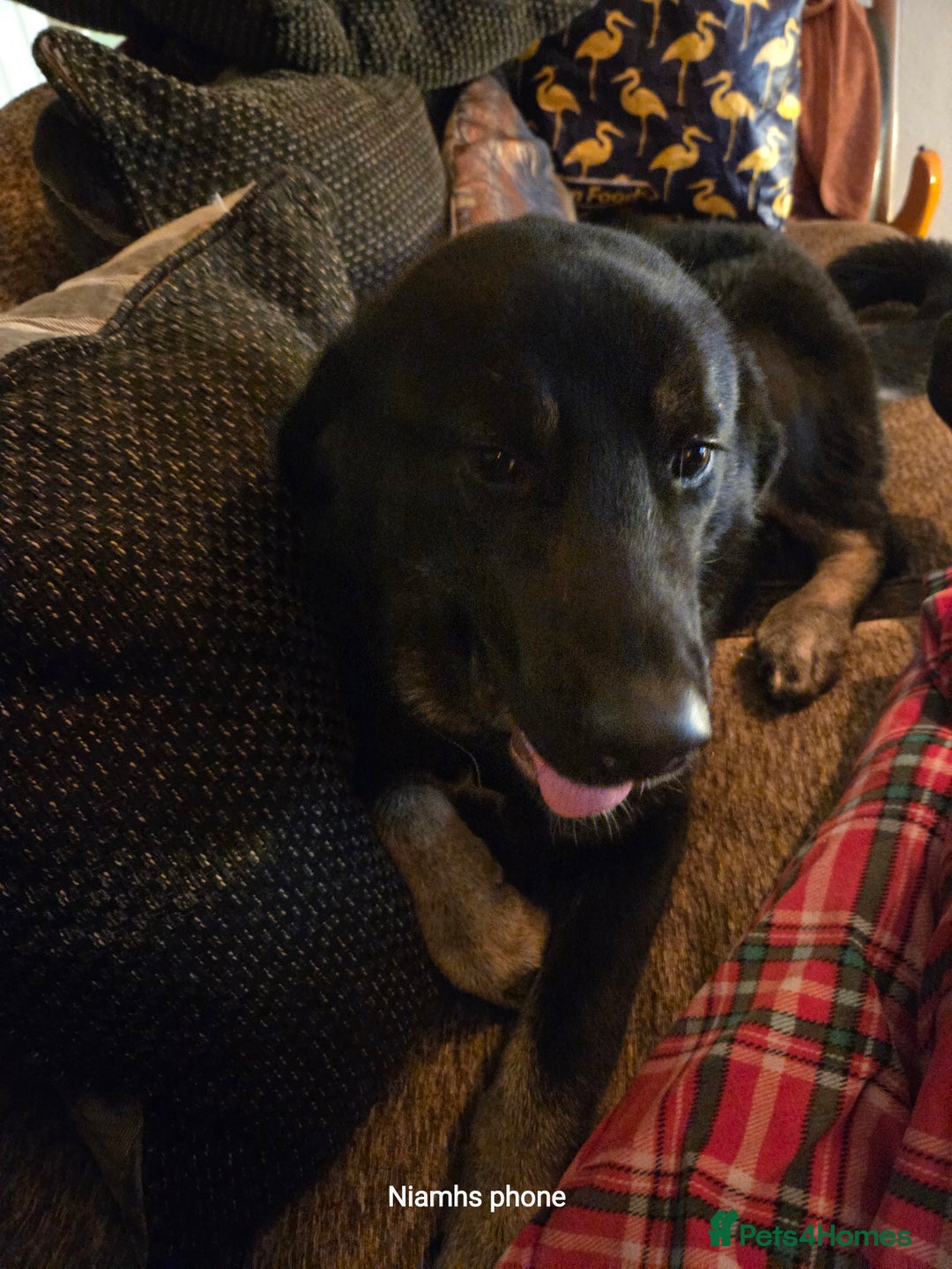 Mixed Breed dogs for sale: Albert - Advert 3