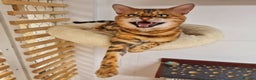 Bengal cats for stud: Bengal cat for stud, Calvin. in Peterborough - Advert 8