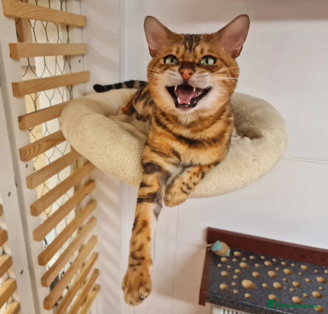 Bengal cats for stud: Bengal cat for stud, Calvin. in Peterborough - Advert 9