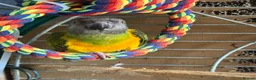 Parrots birds for sale: Senegal parrot in Sandbach - Advert 3