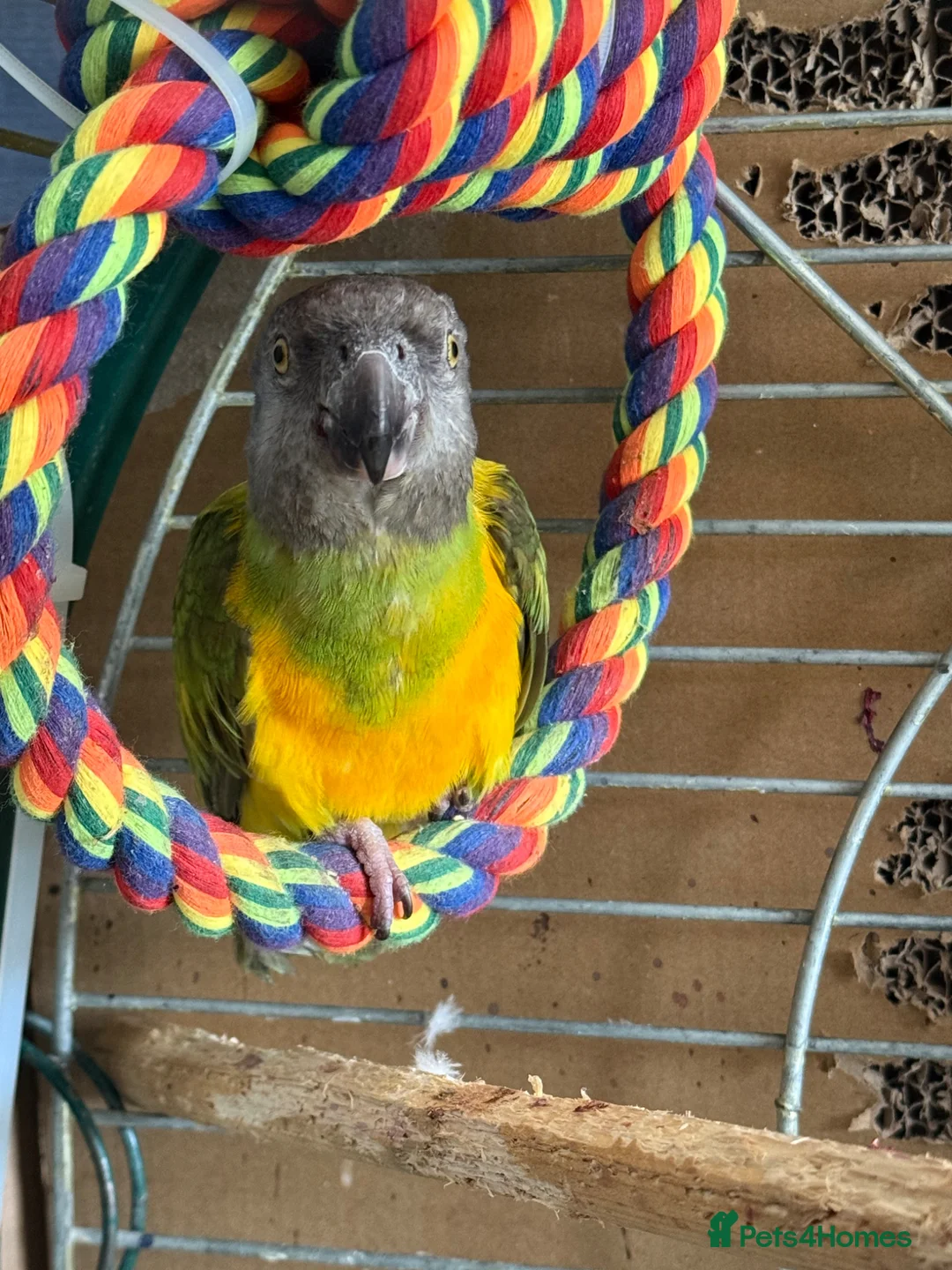 Parrots birds for sale: Senegal parrot in Sandbach - Advert 3