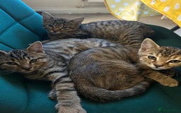 Bengal cats for sale: Bengal x Tabby Kittens  - Image 9