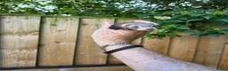 Ferret rodents for sale: Ferret kits ready to leave now - Advert 3