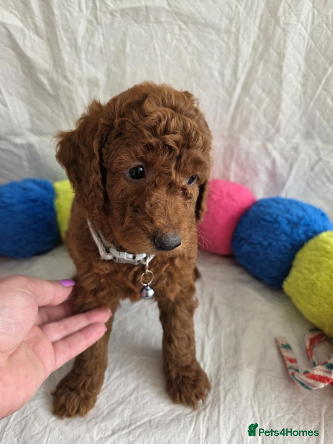 Goldendoodle dogs for sale: 👑Superb Rare Toy/Mini Deepest Red Goldendoodles👑 - Image 14