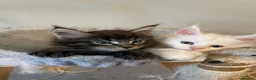 Maine Coon cats for sale: Gorgeous mainecoon kittens  in Hailsham - Advert 20