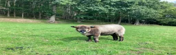 Sheep livestock for sale: Pedigree Coloured Ryeland Ewe, Shearlings and rams - Advert 2
