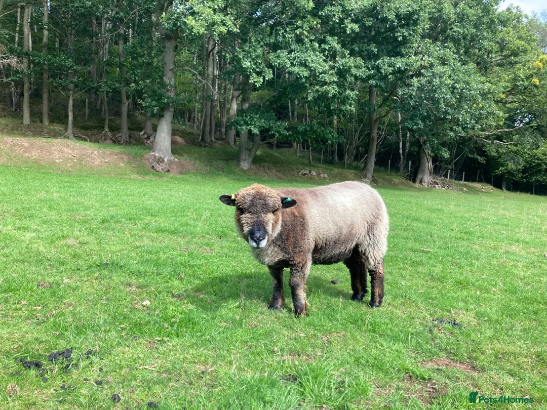 Sheep livestock for sale: Pedigree Coloured Ryeland Ewe, Shearlings and rams - Advert 2
