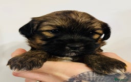 Tibetan Terrier dogs for sale: KC Reg, Fully Health Tested Tibetan Pups - Image 2
