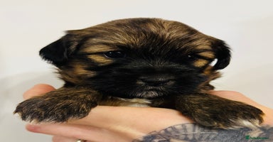 Tibetan Terrier dogs - Advert 14