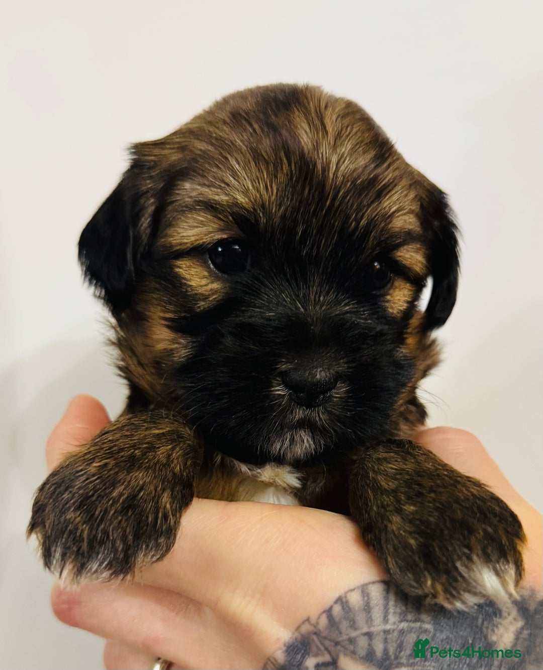 Tibetan Terrier dogs for sale: KC Reg, Fully Health Tested Tibetan Pups - Image 2