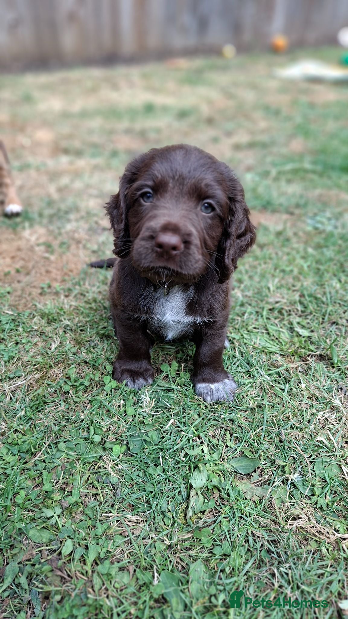 Cocker Spaniel dogs 2 x Beautiful Chocolate Cocker Spaniel Boys Left - Advert 1