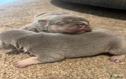 French Bulldog dogs for sale: French bulldog bitches  - Advert 4