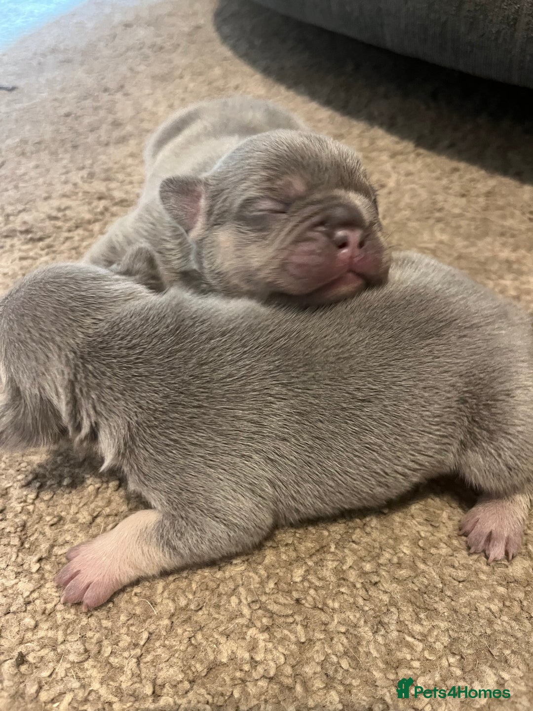 French Bulldog dogs for sale: French bulldog bitches  - Advert 4