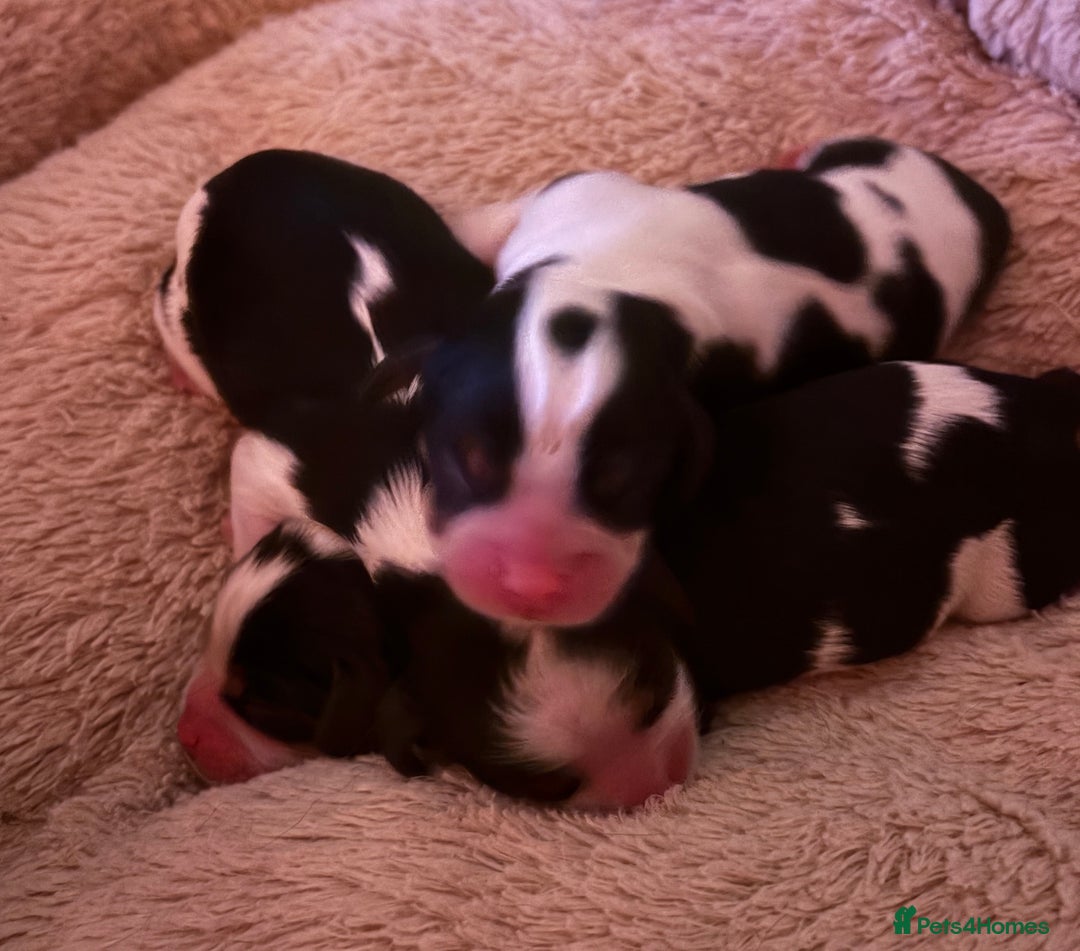 Cavalier King Charles Spaniel dogs for sale: Kc reg Cavalier King Charles pups  - Image 3