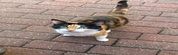 Mixed Breed cats for sale: Calico Female Cat (2 Weeks Pregnant, For Sale) - Advert 3