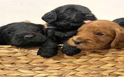 Cockapoo dogs for sale: Stunning F1 Cockpoo puppies - Image 5