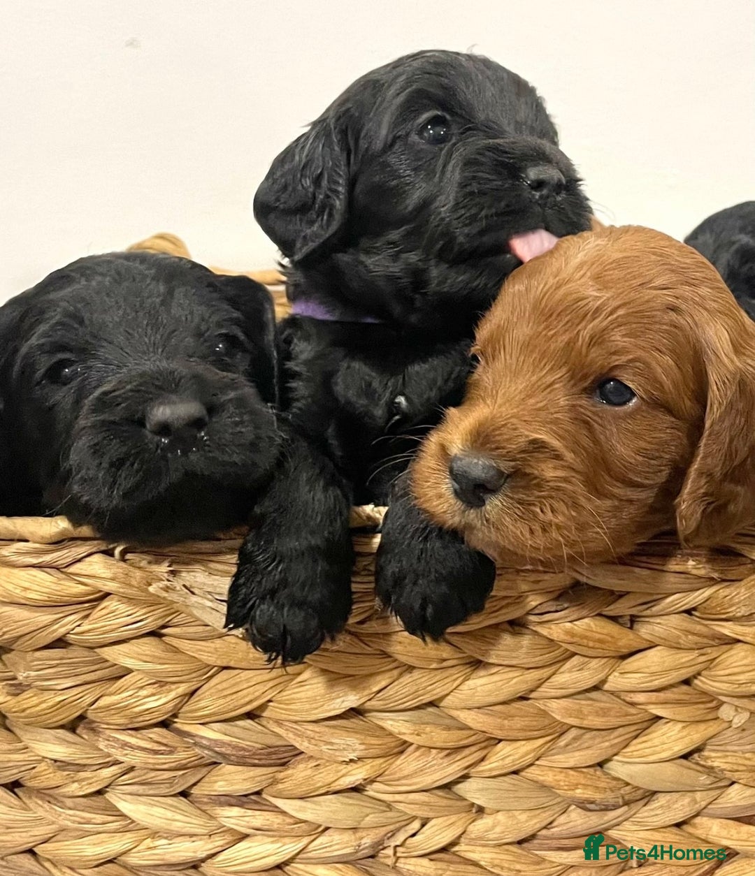 Cockapoo dogs for sale: Stunning F1 Cockpoo puppies - Image 5