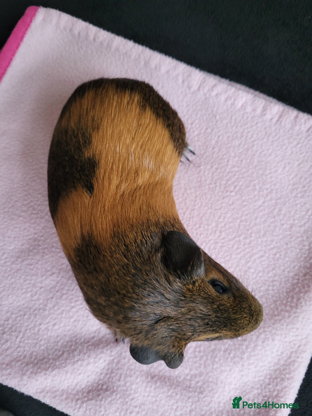 Guinea Pig rodents for sale: Baby girls guinea pigs  - Image 10