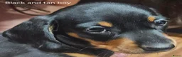 Miniature Dachshund dogs for sale: Beautiful miniture daschund puppies. in Redcar - Advert 32