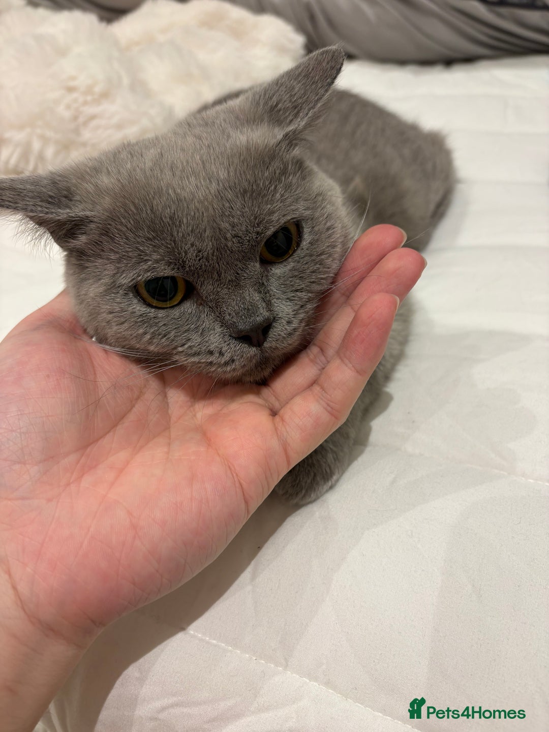 British Shorthair cats for sale: 4 months old Blue BSH kitten ready to leave now - Advert 3