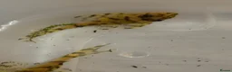 Plecos fish for sale: L236sy. Sub adults.  - Advert 6