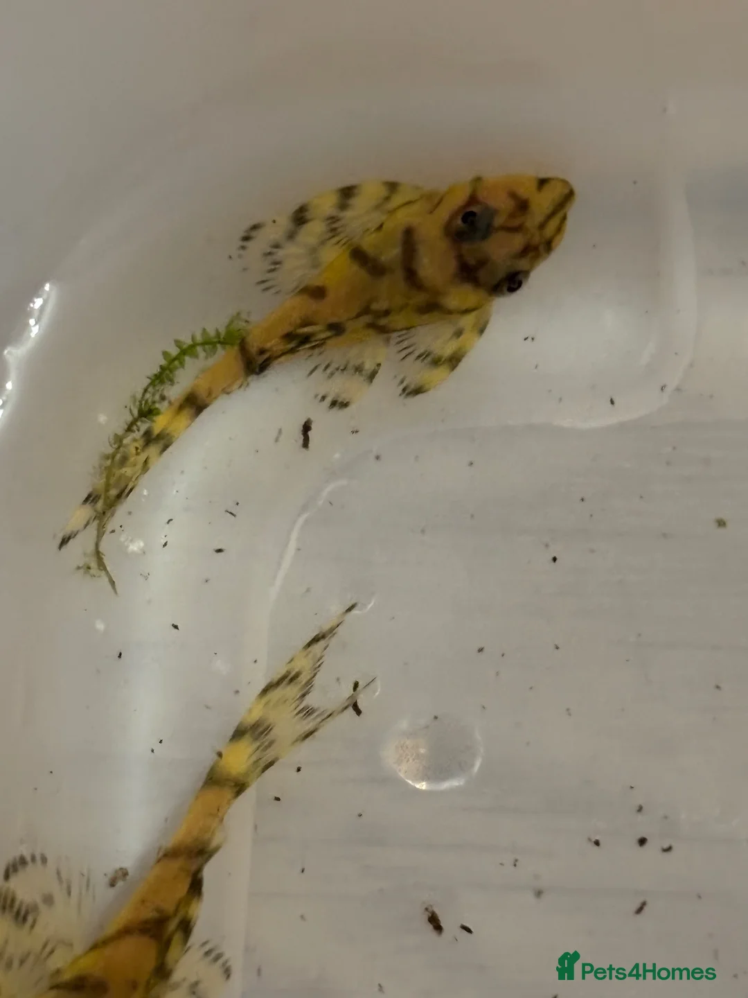 Plecos fish for sale: L236sy. Sub adults.  - Advert 6
