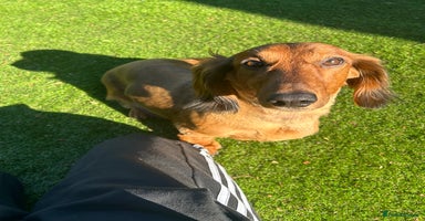 Dachshund dogs - Advert 1