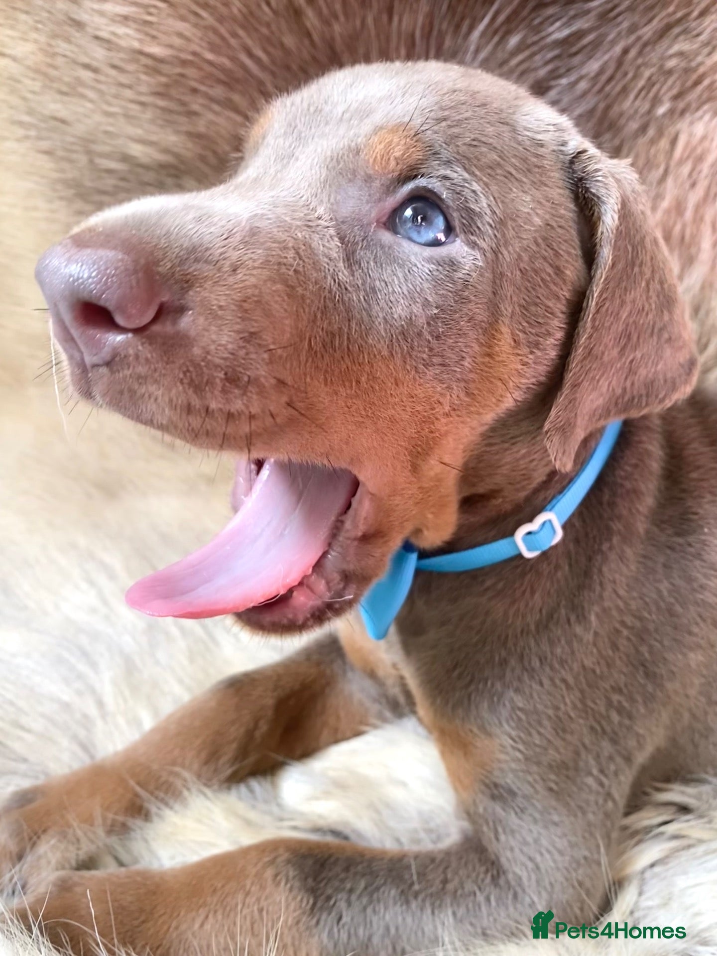 Dobermann dogs KC REGISTERED DOBERMAN PUPS - Advert 2