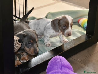 Miniature Dachshund dogs Miniture dachshund pups - Advert 7