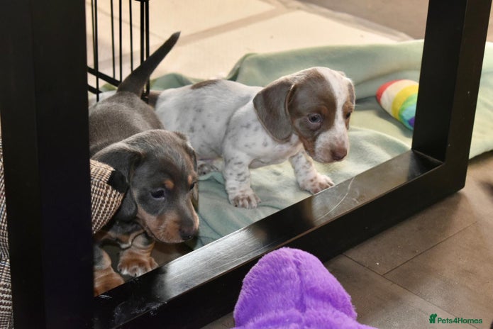 Miniature Dachshund dogs Miniture dachshund pups - Advert 1