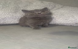 British Shorthair cats for sale: REDUCED!!! Stunning British Short Hair Kittens - Image 24