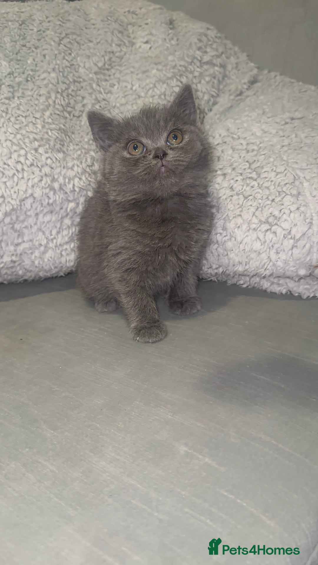 British Shorthair cats for sale: REDUCED!!! Stunning British Short Hair Kittens - Image 24